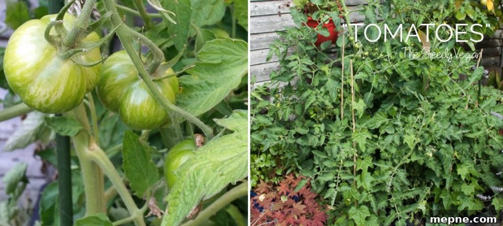 Late Summer Garden Update
