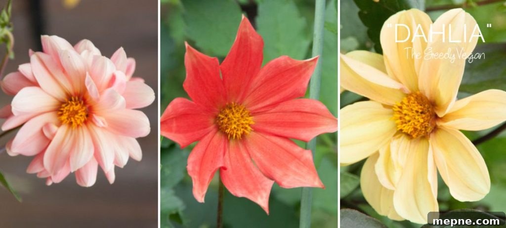 Late Summer Garden Update