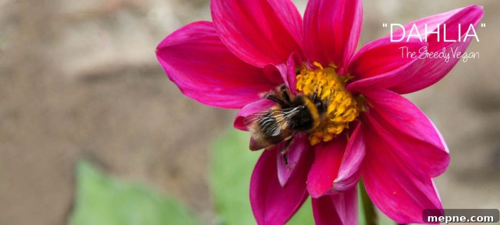 Late Summer Garden Update