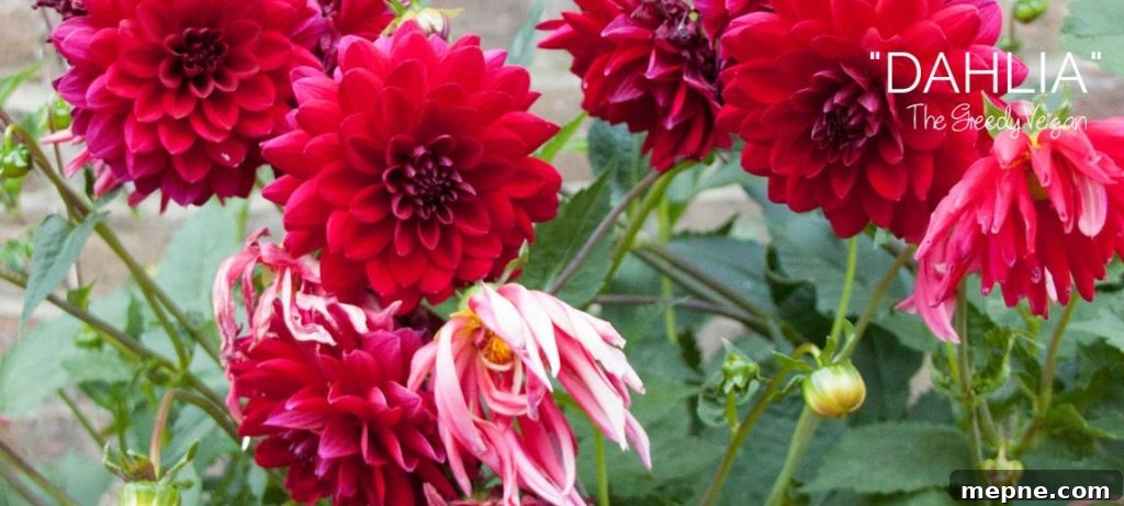 Late Summer Garden Update