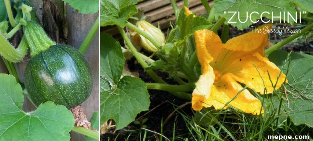 Late Summer Garden Update
