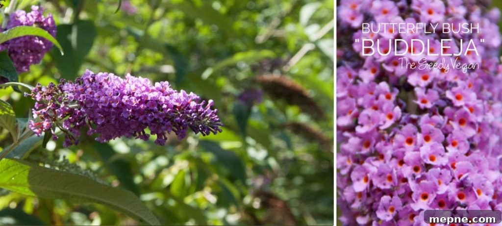 Late Summer Garden Update