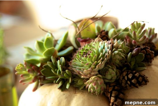 succulents in pumpkins via Ripplustan.com
