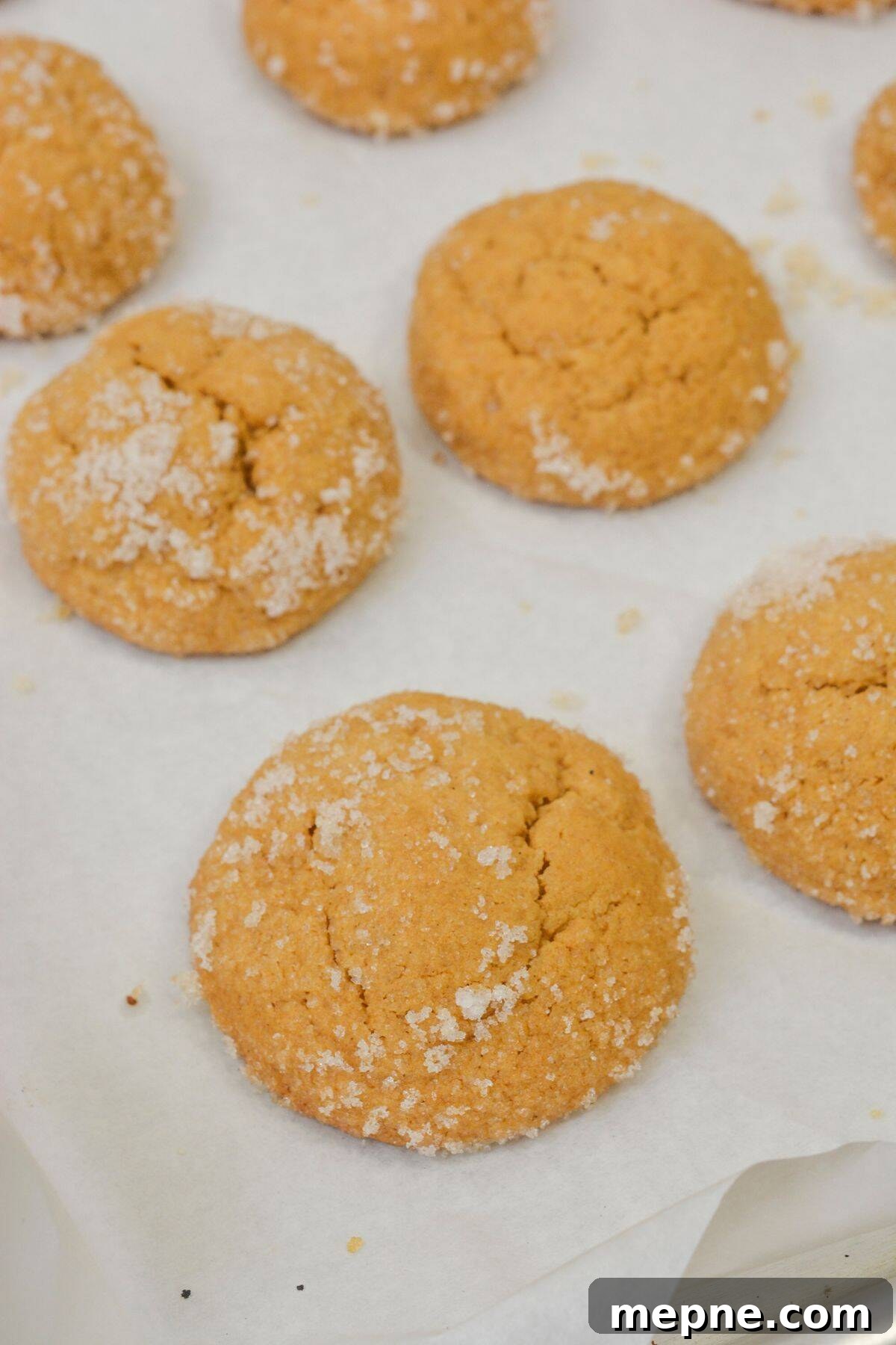 Homemade Soft Chewy Ginger Molasses Cookies Recipe 3 Round treats that are sugar-coated and freshly baked, rest on a sheet of parchment paper with slightly cracked surfaces.