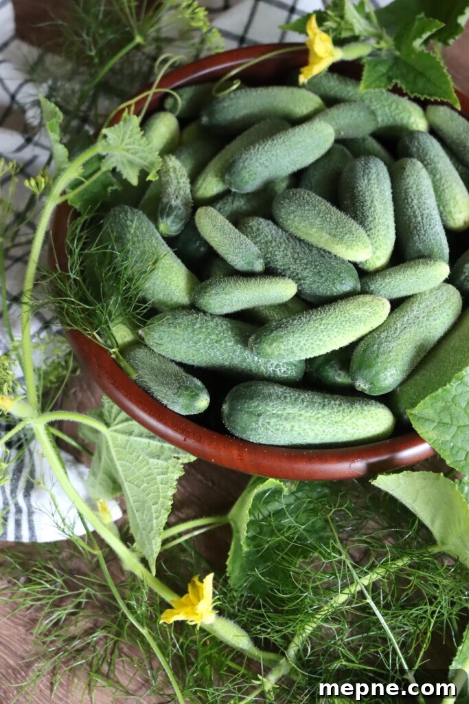 Crunchy Garlic Dill Pickles Recipe 4 Cucumbers