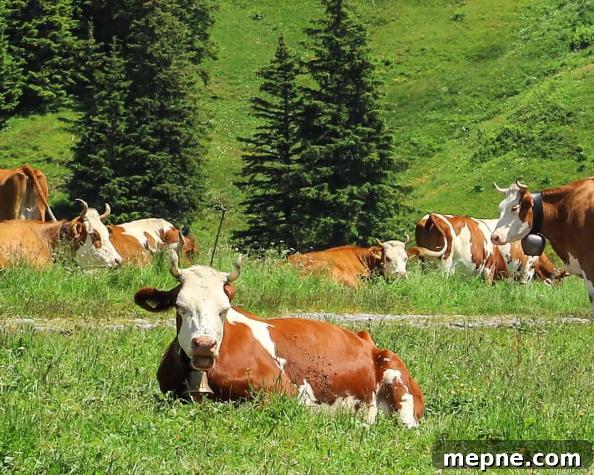 Photo of a cow lying in the grass in the Swiss alps.