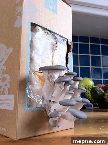 Grow Your Own Oyster Mushrooms Grow Your Own Oyster Mushrooms