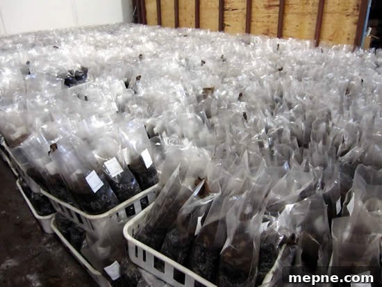 Filled bags, ready to be sealed Filled bags, ready to be sealed